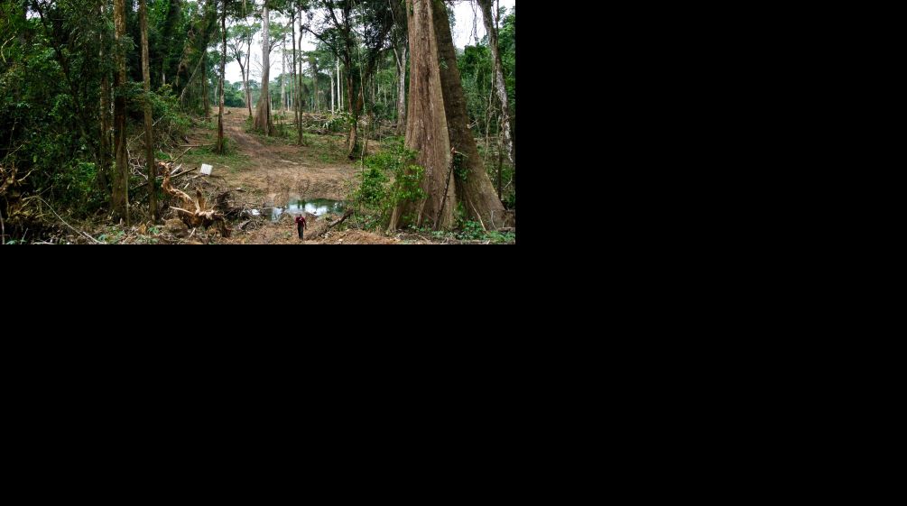 A swathe of forest is being cleared for the superhighway