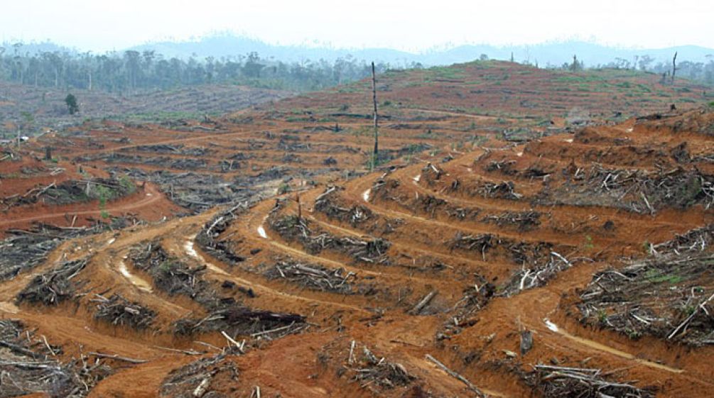 Completely cut clear hill, with residues of rainforest trees