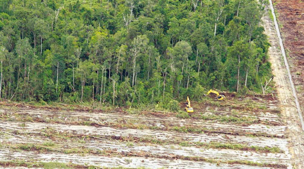 Cutting down oil palms to reclaim illegally cleared land