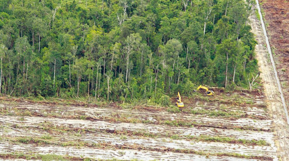 Cutting down oil palms to reclaim illegally cleared land Cutting down oil palms to reclaim illegally cleared land