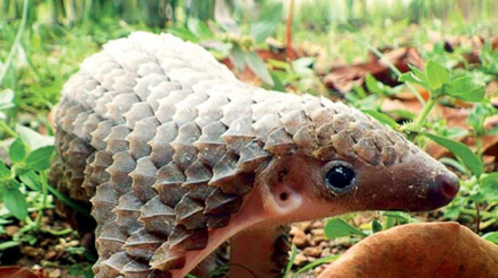 Pangolins are being poached to satisfy demand for their meat and scales in Asia Pangolin