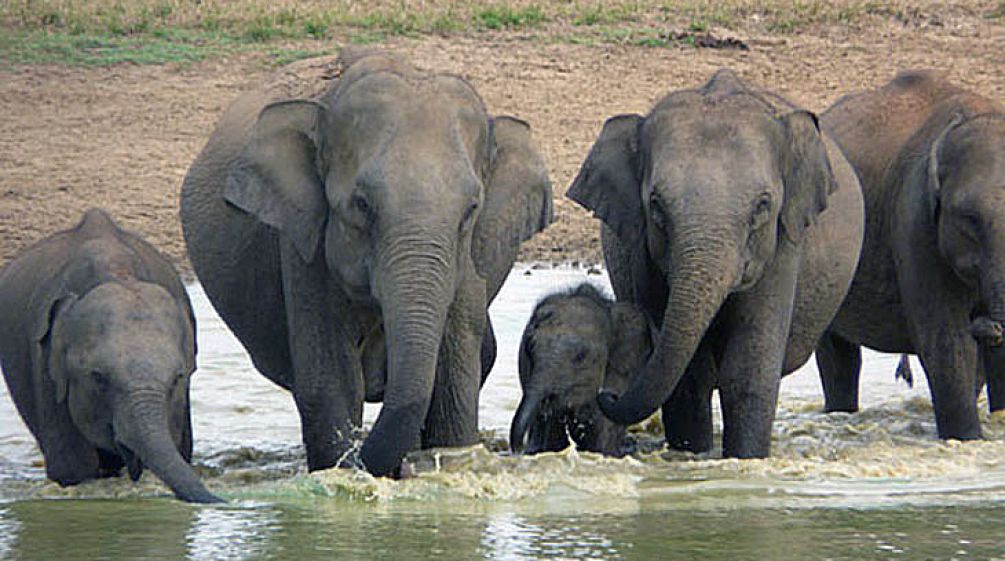 Sri Lankan elephants drinking in a water hole