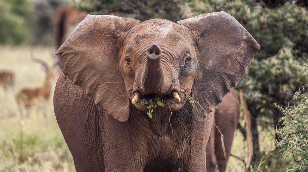 A juvenile African elephant