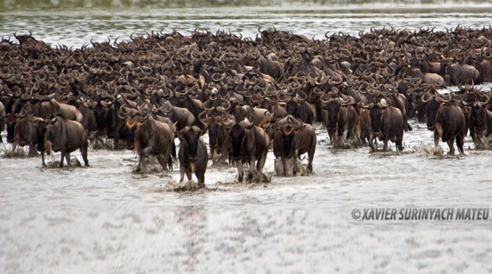 Horde of Antilopes in a lake