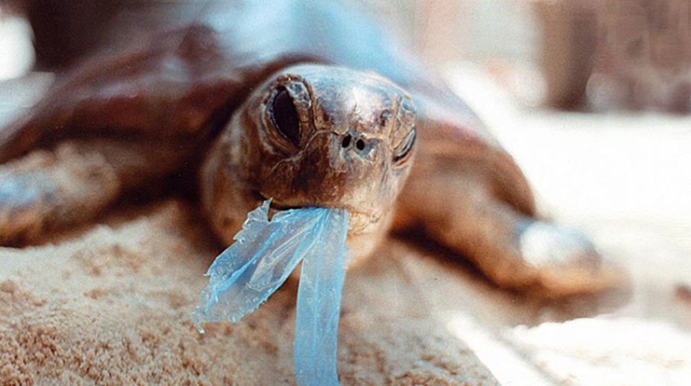 A sea turtle with a scrap of plastic hanging from its beak