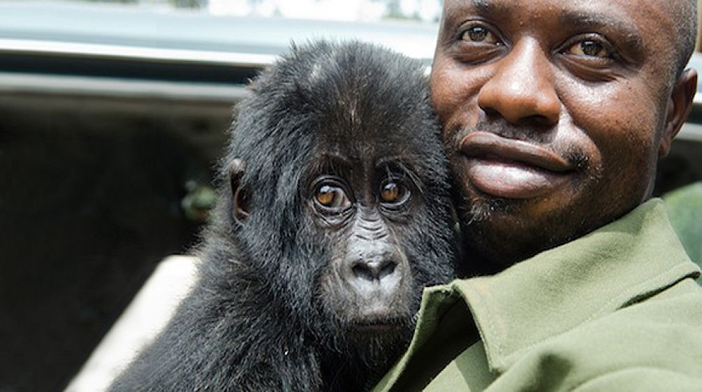 Virunga ranger with Gorilla baby in arms