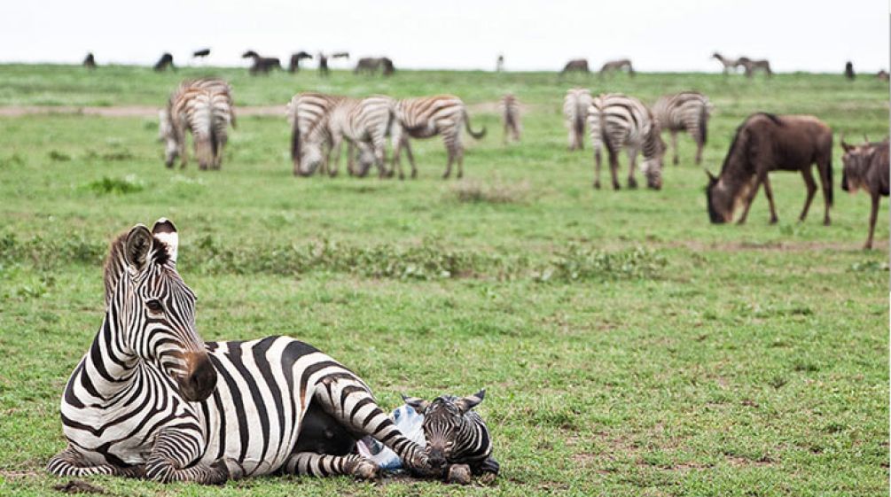 Zebra mum and baby on the Serengeti plains