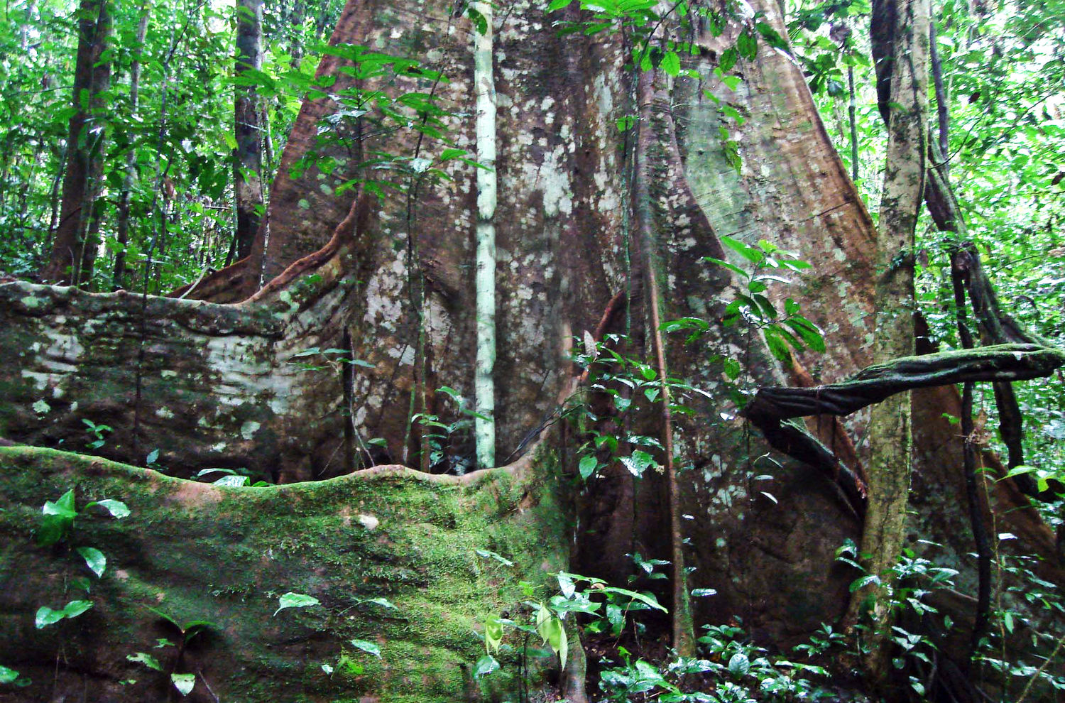 stop the destruction of the rainforest In the study, published in the journal science, gibbs’ team analyzed maps of the amazon rainforest and existing soy farms and tracked areas where new soy was planted and new deforestation had occurred gibbs wanted to understand how effective the moratorium has been and whether brazil’s forest code alone could stop deforestation. stop the destruction of the rainforest In the study, published in the journal science, gibbs’ team analyzed maps of the amazon rainforest and existing soy farms and tracked areas where new soy was planted and new deforestation had occurred gibbs wanted to understand how effective the moratorium has been and whether brazil’s forest code alone could stop deforestation.