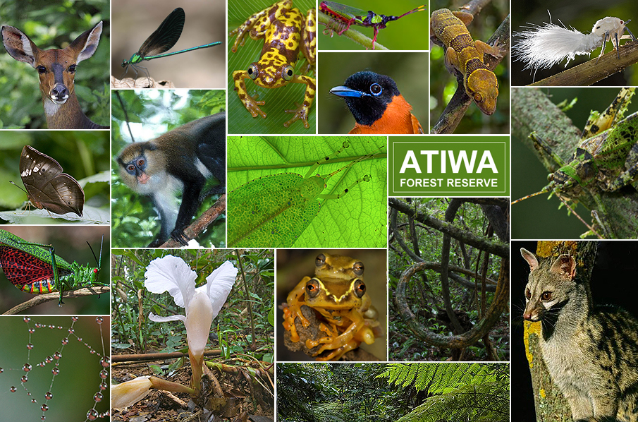 Ghana's Atiwa rainforest needs protection - Rainforest Rescue