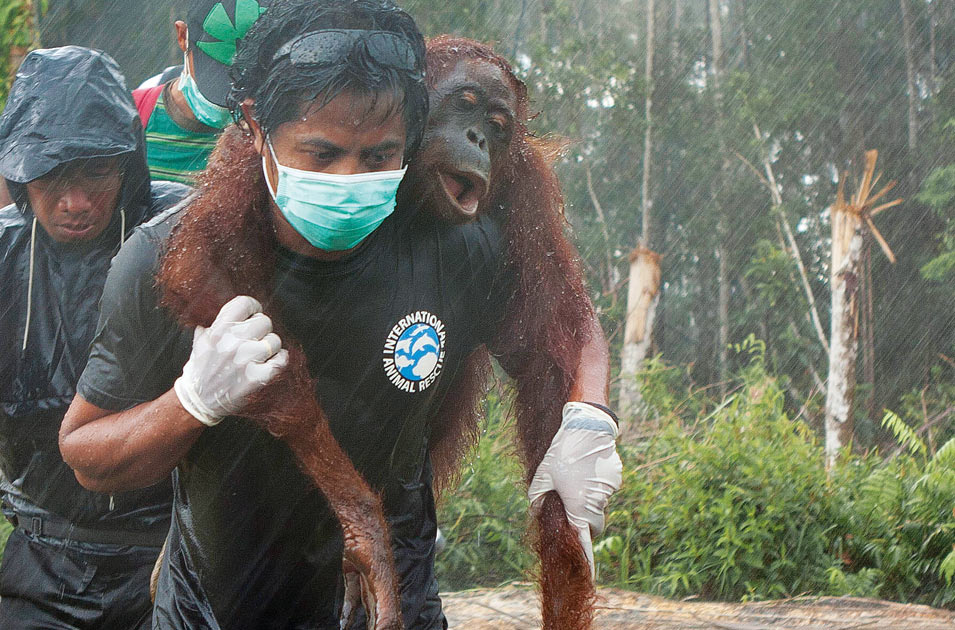 Orangutans – victims of “sustainable” palm oil - Rainforest Rescue Orangutans – victims of “sustainable” palm oil - Rainforest Rescue