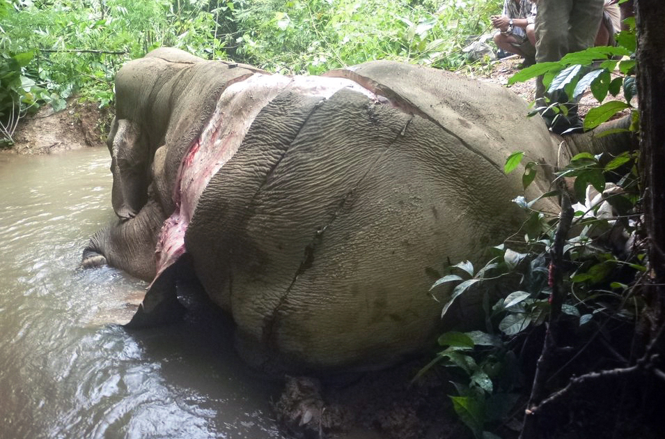 Elephant skin for Chinese “medicine”? Stop the killing in Myanmar! -  Rainforest Rescue