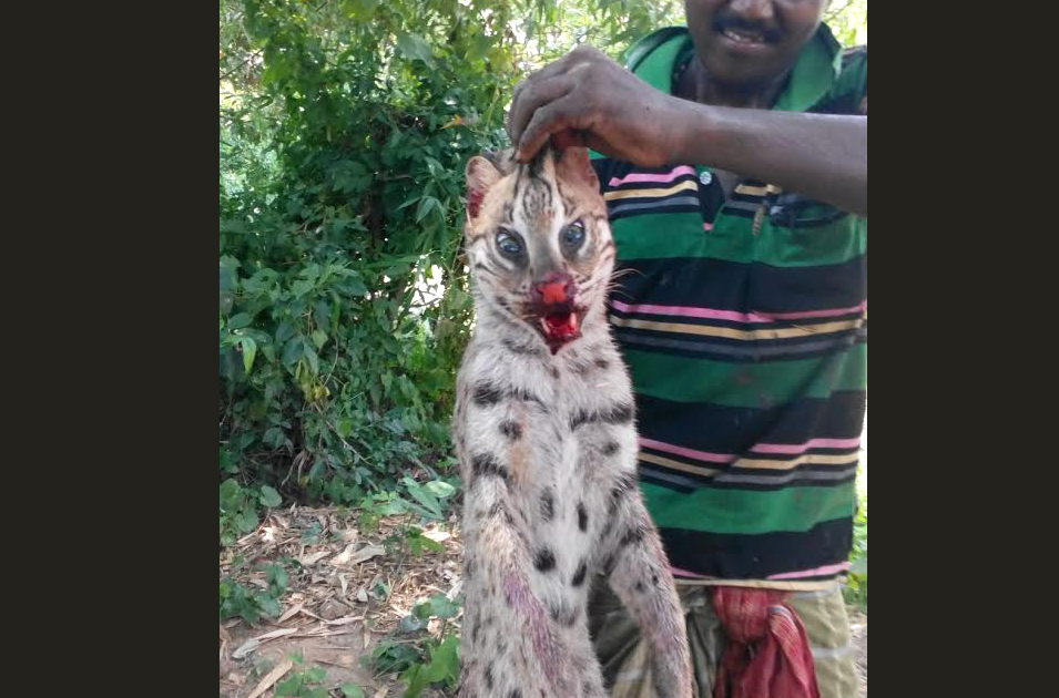 India stop fishing cat poaching now! Rainforest Rescue