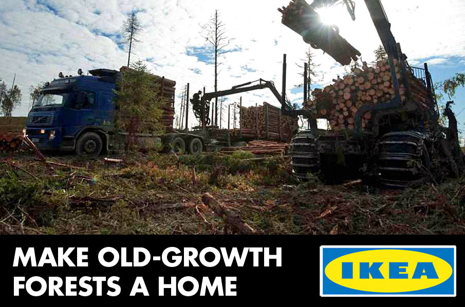 Stop Ikea S Logging Of Old Growth Forests In Russia Rainforest
