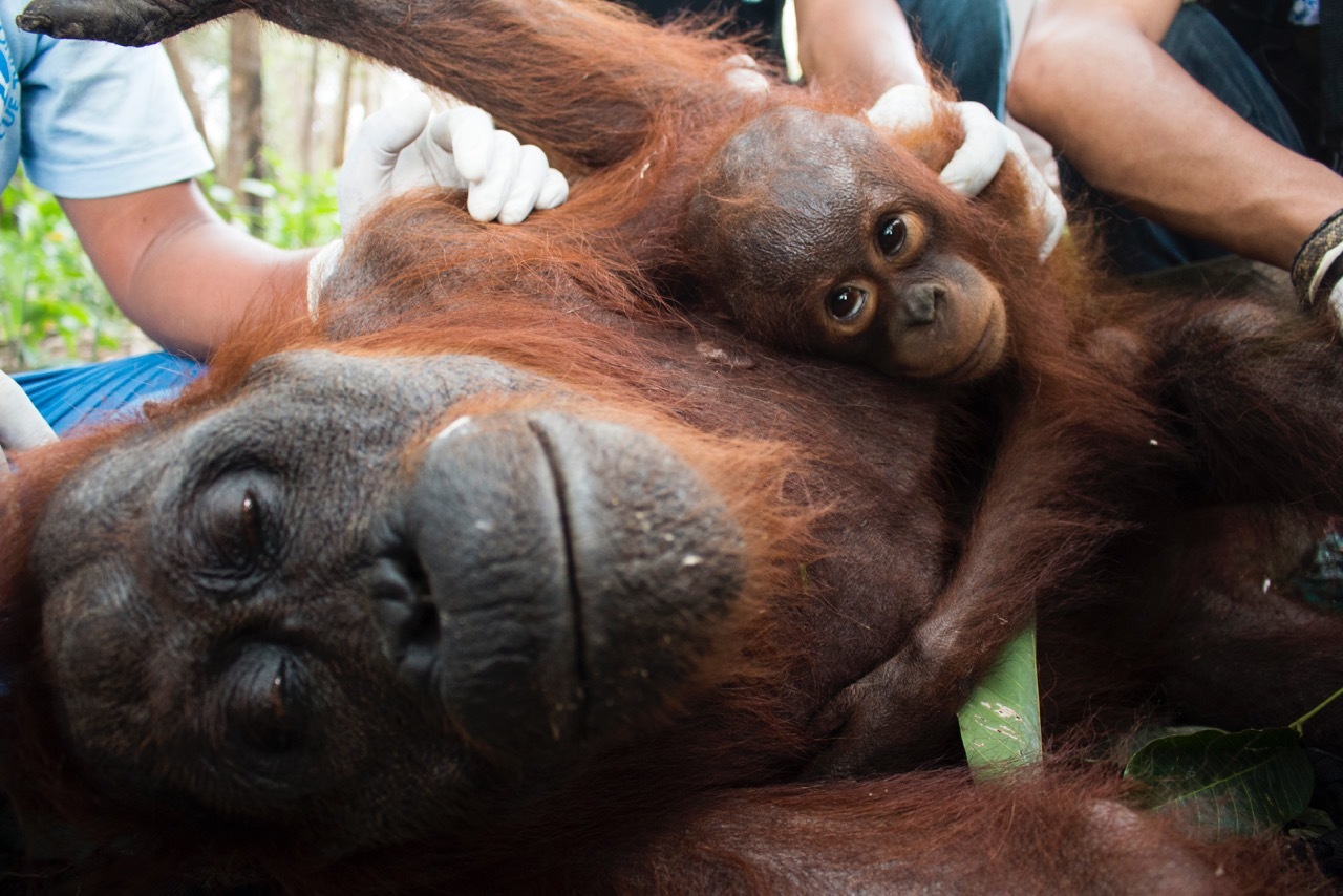 Save the orangutans ban biofuel! Rainforest Rescue