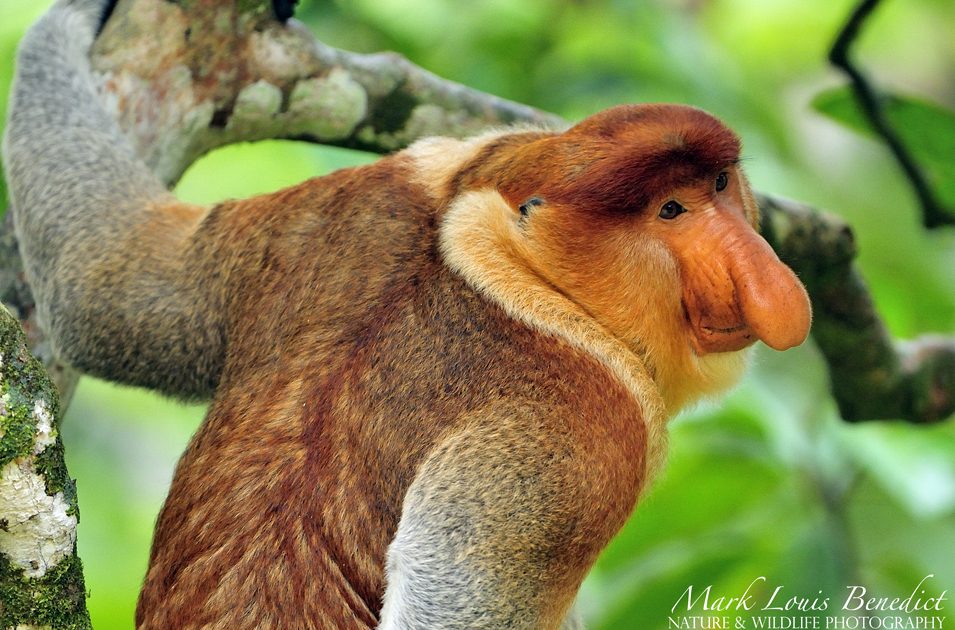 Proboscis Monkeys New England Primate Conservancy