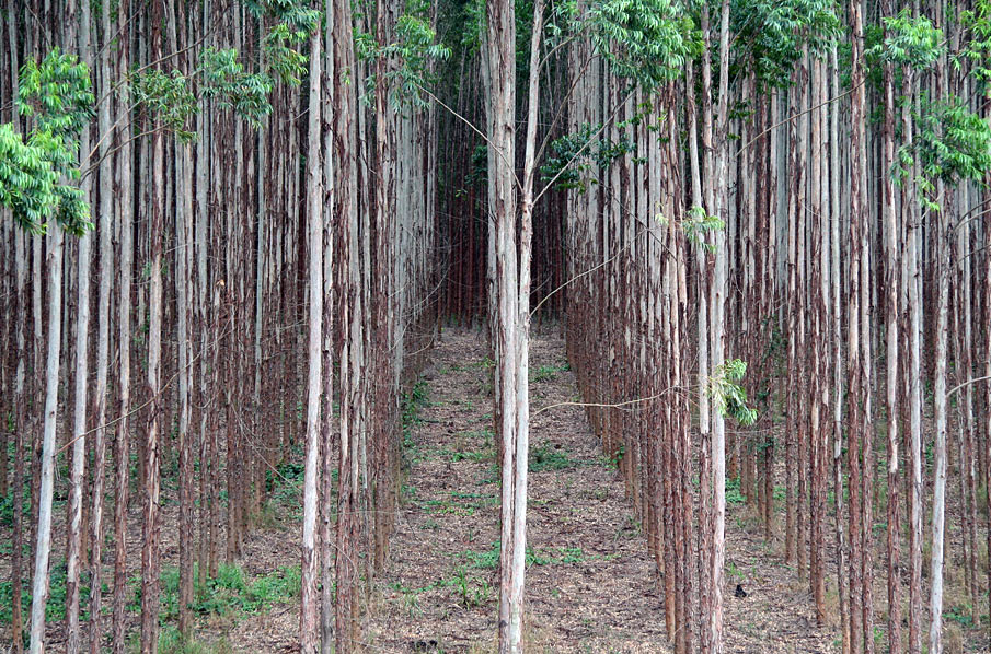 Declaration ‘Biochar’, a new big threat to people, land, and