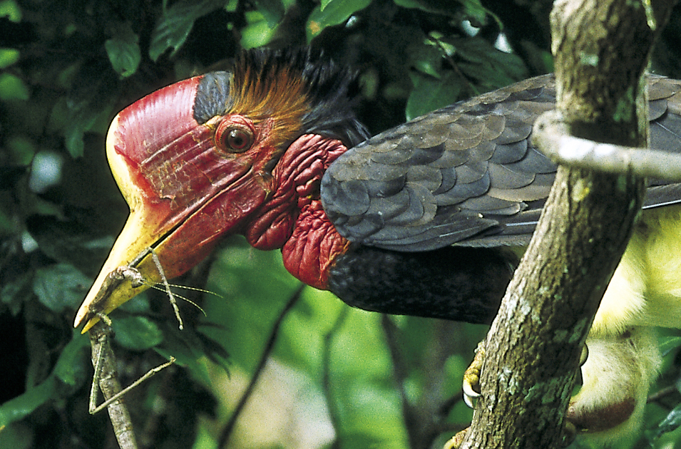 Hands off the helmeted hornbill! Rainforest Rescue