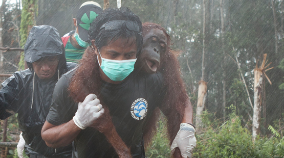 Bildergebnis für animal death palm oil