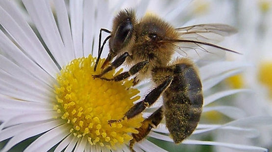 Une abeille sur une fleur