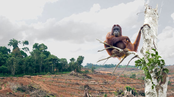 An orangutan sitting on a stripped tree in front of freshly cleared rainforest land