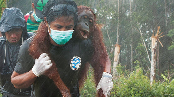 An unconscious orangutan is being carried on the shoulders of an activist