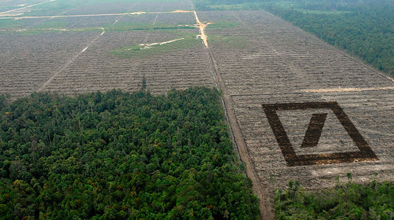 The Deutsche Bank is looking for investors for further deforestation. Instead of species-rich rainforest more palm oil monocultures are planned in Indonesia and Africa