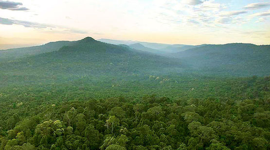 kardamom-wald-kambodscha