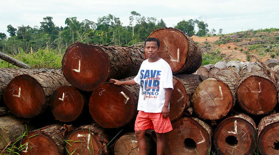 Nordin from Save Our Borneo in front of logs which have been illegally logged for palm oil plantations
