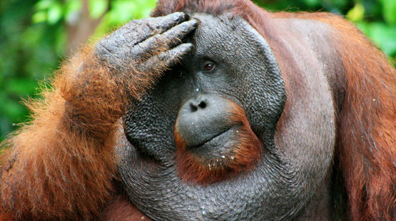 Male orangutan facepalming