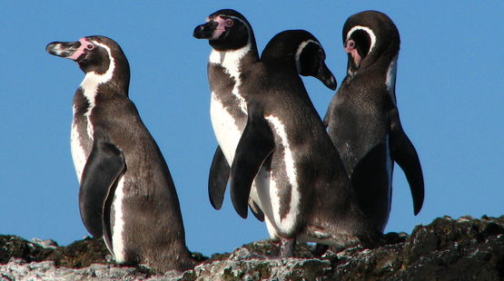 Humboldt penguins in Chile