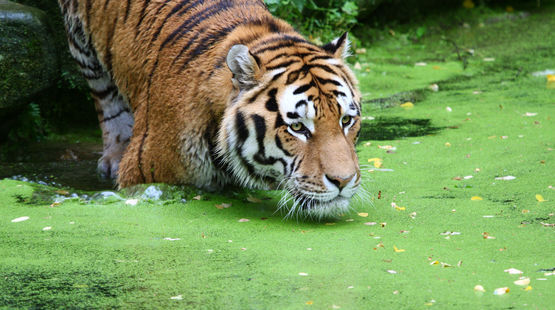 tiger-wasser-sumpf